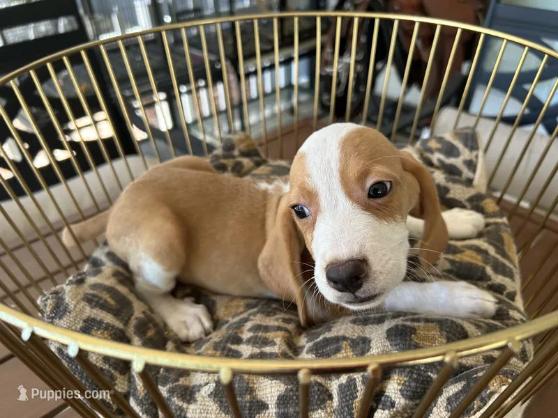 Linus – Beagle puppy for sale in Venus, FL