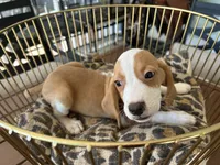 Linus, a male Beagle for sale in Venus, FL – 1 of 10