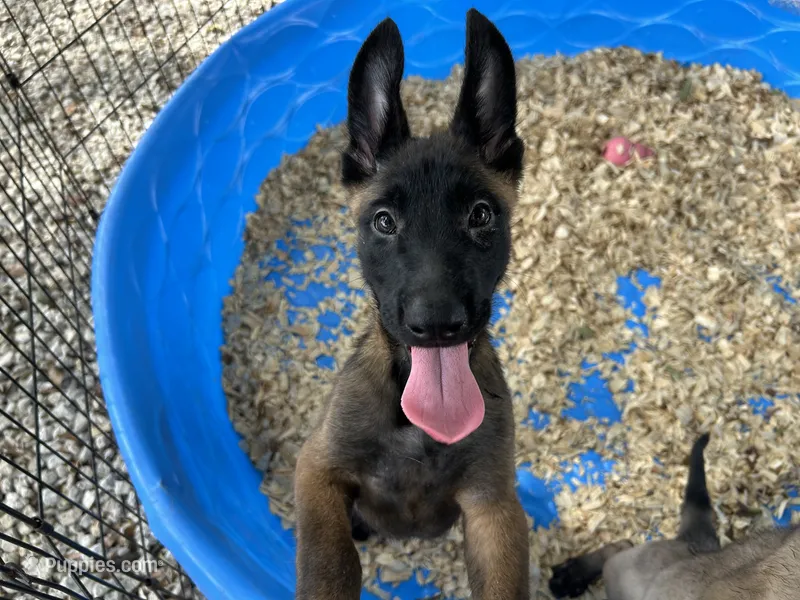 Luther – Belgian Malinois puppy for sale in Venus, FL