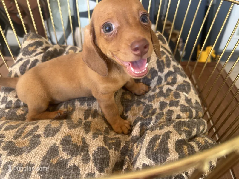 Ariel – Miniature Dachshund puppy for sale in Venus, FL