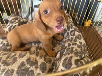 Ariel, a female Miniature Dachshund for sale in Venus, FL – 1 of 10