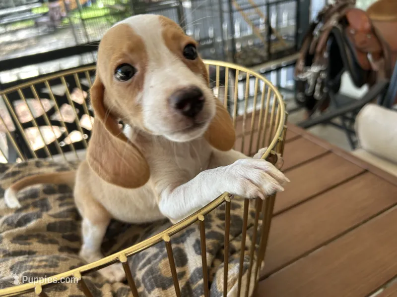 Marcie – Beagle puppy for sale in Venus, FL
