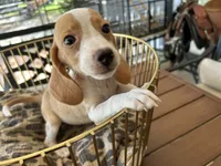 Marcie, a female Beagle for sale in Venus, FL – 1 of 8