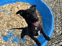Xena, a female Belgian Malinois for sale in Venus, FL – 2 of 5