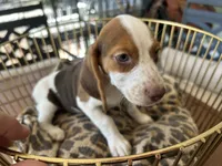 Lucy, a female Beagle for sale in Venus, FL – 6 of 10