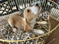 Linus, a male Beagle for sale in Venus, FL – 6 of 10