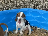 Lucy, a female Beagle for sale in Venus, FL – 9 of 10