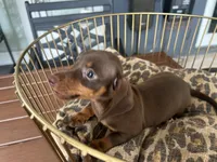 Sable, a female Miniature Dachshund for sale in Venus, FL – 5 of 8