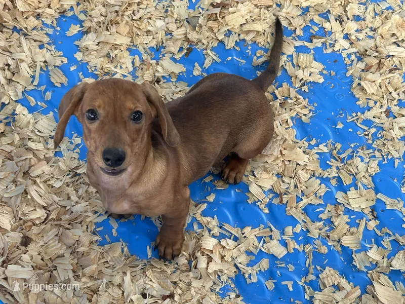 Chase – Miniature Dachshund puppy for sale in Venus, FL