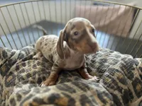 Sunny, a female Miniature Dachshund for sale in Venus, FL – Photo 9 of 10