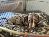 Sunny, a female Miniature Dachshund for sale in Venus, FL – Photo 7 of 10