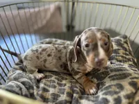 Sunny, a female Miniature Dachshund for sale in Venus, FL – Photo 6 of 10