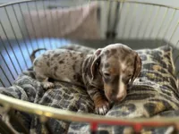 Sunny, a female Miniature Dachshund for sale in Venus, FL – Photo 10 of 10