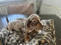 Sunny, a female Miniature Dachshund for sale in Venus, FL – Photo 2 of 10