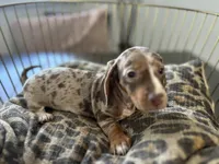 Sunny, a female Miniature Dachshund for sale in Venus, FL – Photo 5 of 10