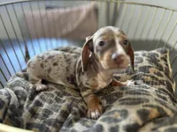 Sunny, a female Miniature Dachshund for sale in Venus, FL – Photo 1 of 10