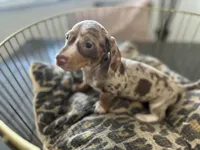 Sunny, a female Miniature Dachshund for sale in Venus, FL – Photo 3 of 10