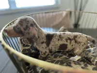 Sunny, a female Miniature Dachshund for sale in Venus, FL – Photo 4 of 10