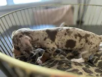 Sunny, a female Miniature Dachshund for sale in Venus, FL – Photo 8 of 10