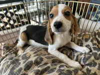 Snoopy, a male Beagle for sale in Venus, FL – 4 of 9
