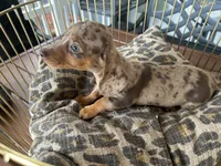 Chelsea , a female Miniature Dachshund for sale in Venus, FL – 8 of 10