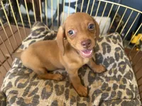 Ariel, a female Miniature Dachshund for sale in Venus, FL – 7 of 10