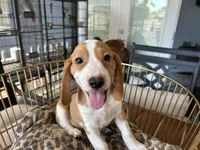 Rambo, a male Beagle for sale in Venus, FL – 7 of 10