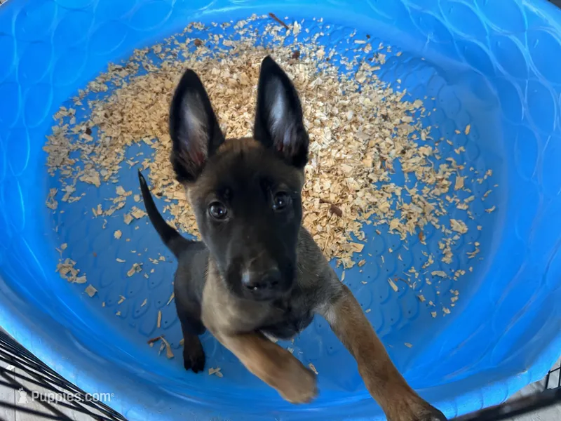 Xena – Belgian Malinois puppy for sale in Venus, FL