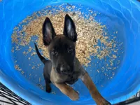 Xena, a female Belgian Malinois for sale in Venus, FL – Photo 1 of 4