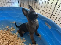 Xena, a female Belgian Malinois for sale in Venus, FL – Photo 2 of 4