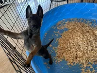Xena, a female Belgian Malinois for sale in Venus, FL – Photo 3 of 4