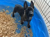 Xena, a female Belgian Malinois for sale in Venus, FL – Photo 4 of 4