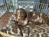 Marvin , a male Miniature Dachshund for sale in Venus, FL – 9 of 10