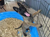 Candy, a female Belgian Malinois for sale in Venus, FL – Photo 2 of 8