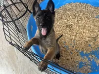 Candy, a female Belgian Malinois for sale in Venus, FL – Photo 8 of 8