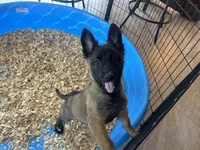 Candy, a female Belgian Malinois for sale in Venus, FL – Photo 4 of 8