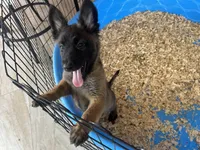 Candy, a female Belgian Malinois for sale in Venus, FL – Photo 6 of 8