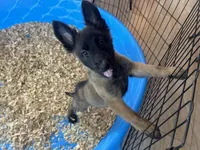 Candy, a female Belgian Malinois for sale in Venus, FL – Photo 5 of 8