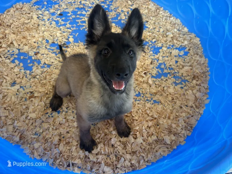 Candy – Belgian Malinois puppy on hold in Venus, FL