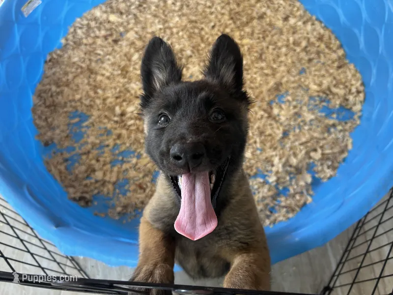 Candy – Belgian Malinois puppy for sale in Venus, FL