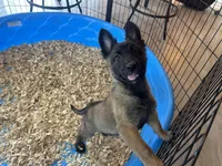 Candy, a female Belgian Malinois for sale in Venus, FL – Photo 7 of 8