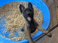 Candy, a female Belgian Malinois for sale in Venus, FL – Photo 3 of 8