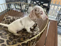 Missy, a female Miniature Dachshund for sale in Venus, FL – 3 of 9