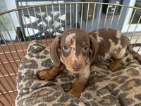 Marvin , a male Miniature Dachshund for sale in Venus, FL – 2 of 10