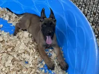 Roly, a male Belgian Malinois for sale in Venus, FL – 2 of 9