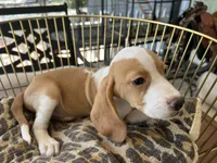 Linus, a male Beagle for sale in Venus, FL – 2 of 10