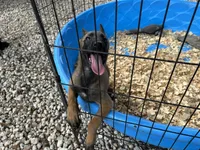 Mickey , a male Belgian Malinois for sale in Venus, FL – 10 of 10