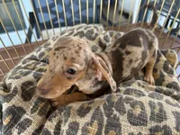 Cookie, a female Miniature Dachshund for sale in Venus, FL – 10 of 10