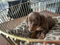 Calvin, a male Miniature Dachshund for sale in Venus, FL – 2 of 9