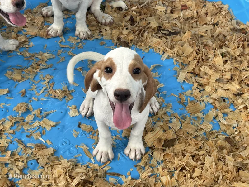 Charlie  – Beagle puppy for sale in Venus, FL